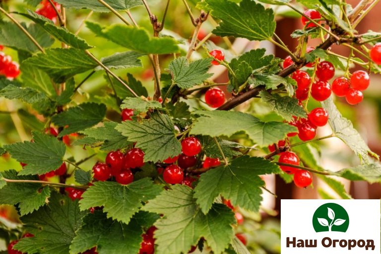 Red currants contain a lot of vitamins A and P, pectin, iron.