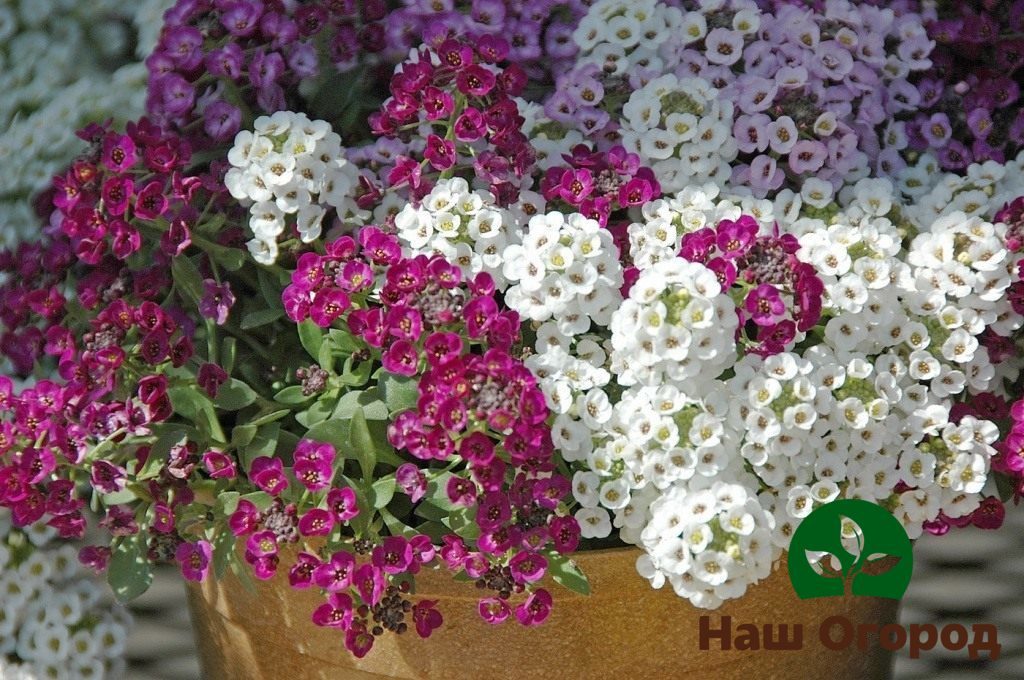 Lobularia също, благодарение на цветовете си, ще бъде отличен елемент за създаване на нежно лято във вашата градина.