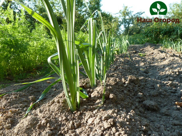 Grown leeks also need regular weeding and loosening of the soil.
