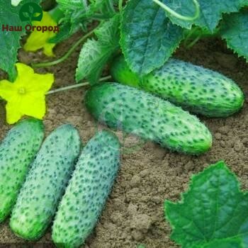 indoor cucumbers