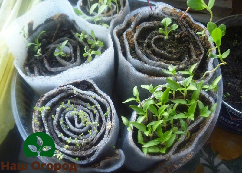 Planting seedlings in a snail