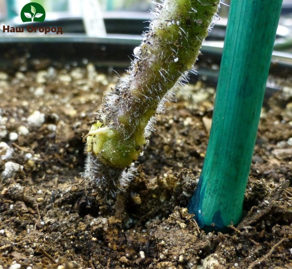Infection of tomatoes with root rot