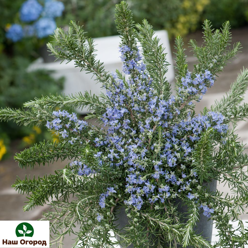Rosemary flowers, as a symbol of fidelity, were added to wedding bouquets.