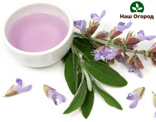 Sage ointment can heal sore joints