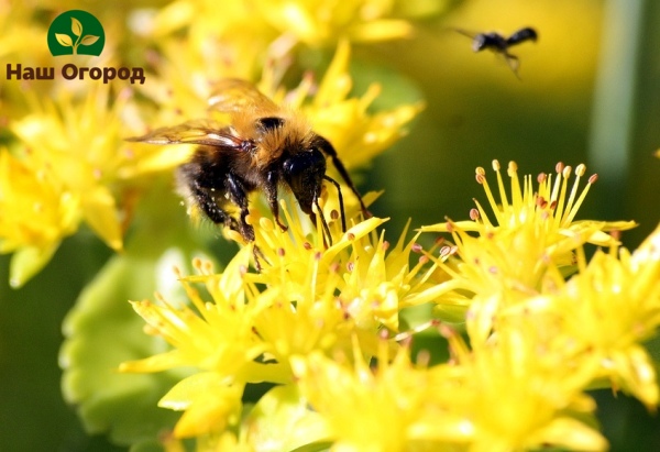 Gli insetti in primavera sono ottimi aiutanti nell'impollinazione dei fiori