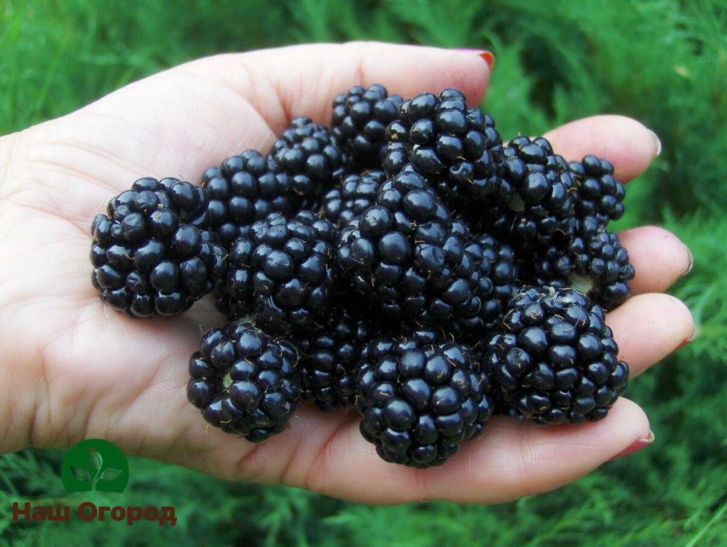 With proper care, blackberries can grow very large