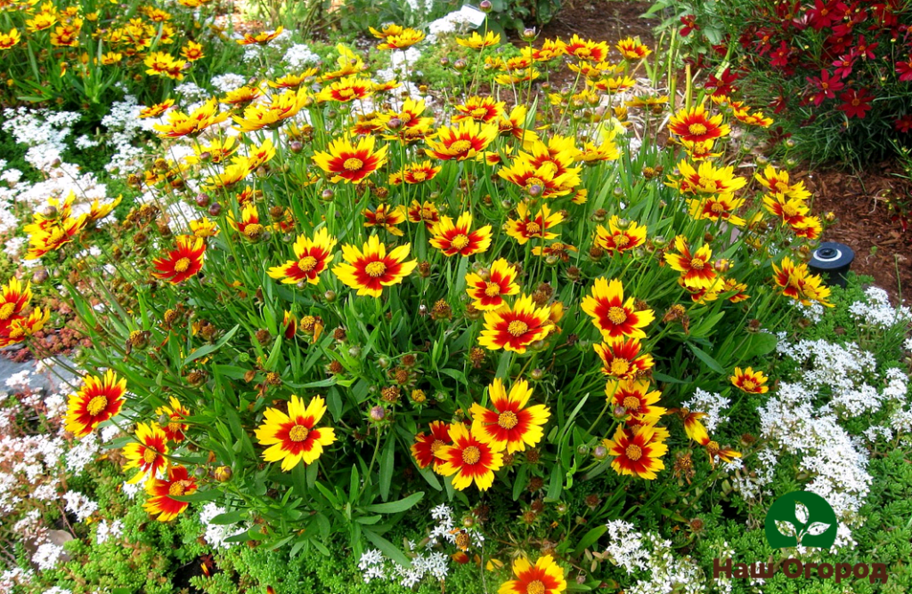 Coreopsis wirbelte
