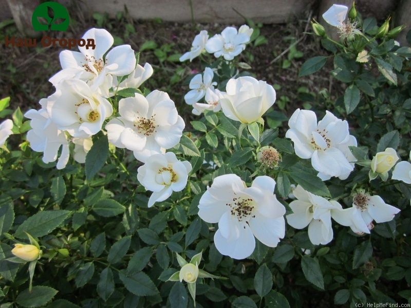 rozen tiara druppel