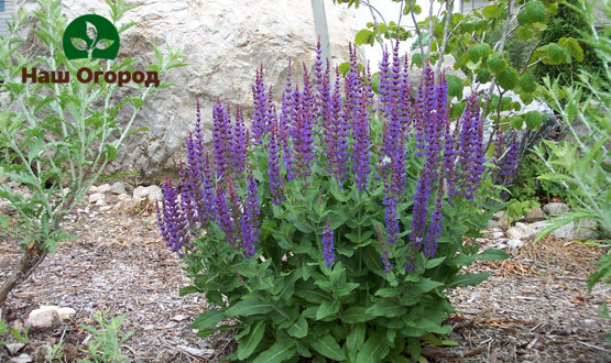 For good growth and flowering of healthy sage, the soil around the plant must be loosened and watered in a timely manner.