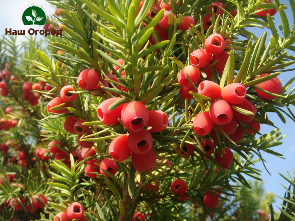 Berry yew is a poisonous coniferous plant