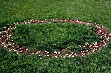 Cercles de sorcière sur la pelouse
