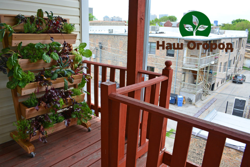 En grønnsakshage kan også opprettes hjemme - på balkongen.