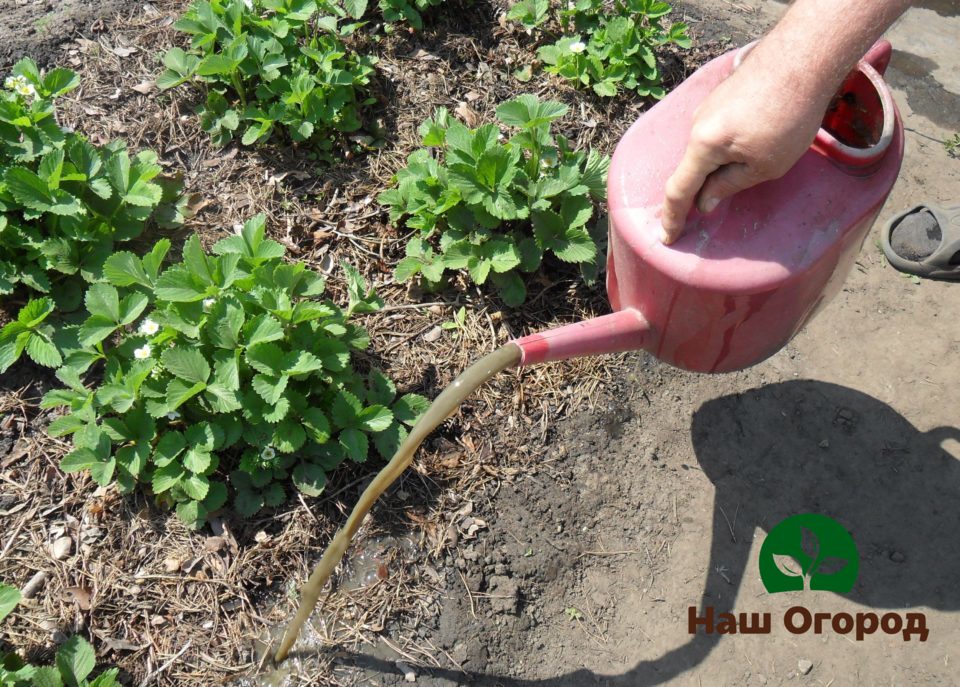 aardbeien voeren in de tuin