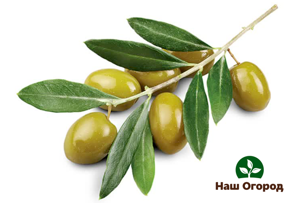 Vegetable olive oil is obtained from the fruit of the olive, and is also used in canning.