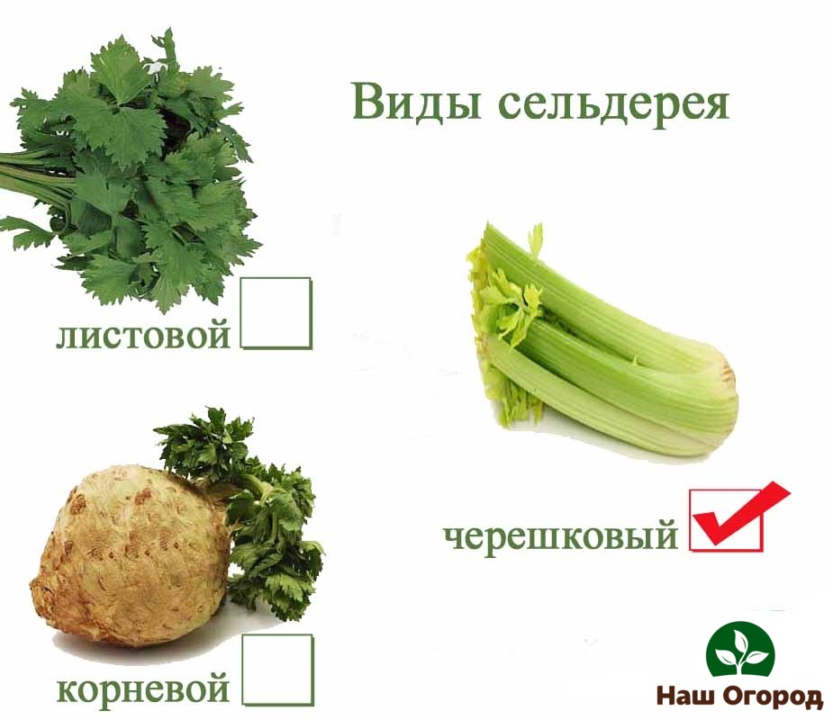 Types of celery
