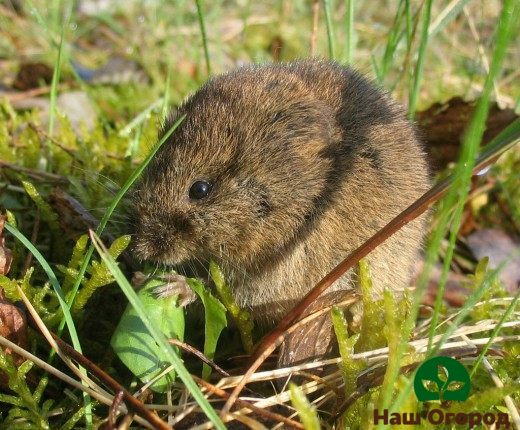 Vole - một loài gây hại cho khu vườn