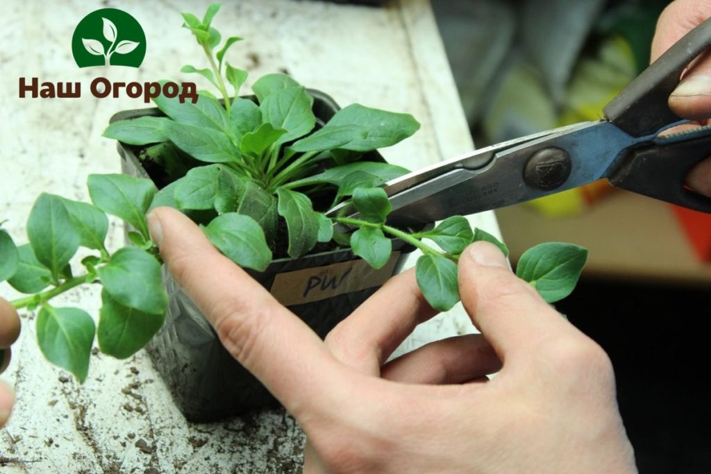 When pinching the petunia, it is necessary to cut off the upper leaves in order to get active growth of new shoots in the future.