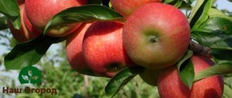 Plody jablek odrůdy Elista