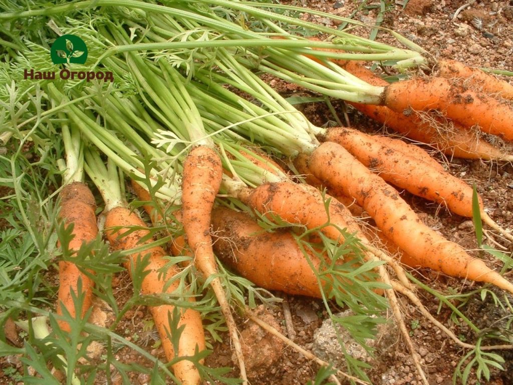 Carrots are very fond of moisture, so they need to be watered very often.