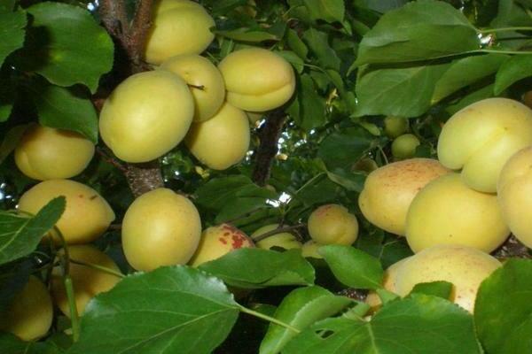 Penerangan nanas aprikot
