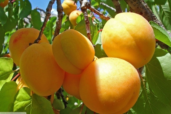 Pag-aalaga ng apricot na pinya