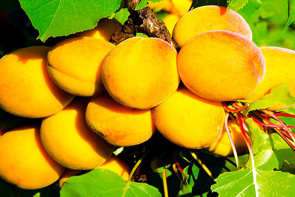 Apricot kichiginsky cultivation