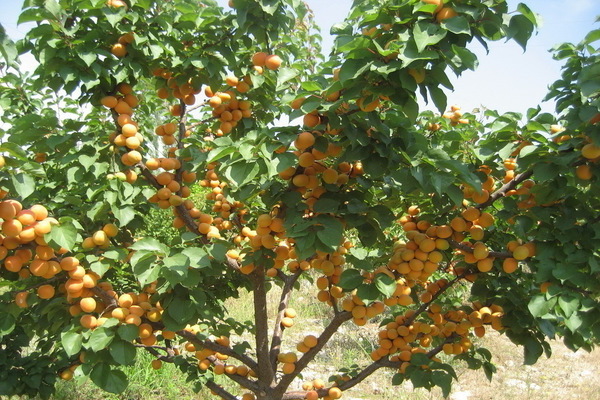 apricot lel variety description