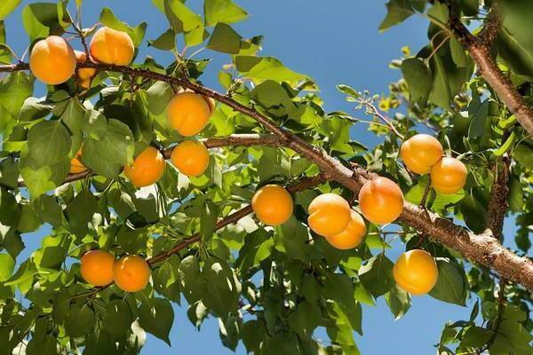 apricot lel crop