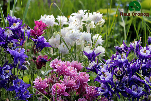 To grow an entire aquilegia flower garden, you need to regularly inspect flowers for pests.