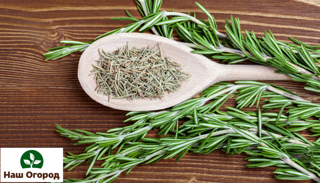 Rosemary is one of the strongest spices