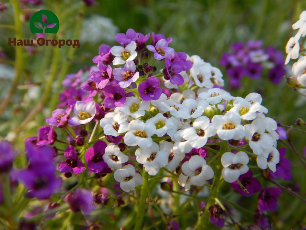 I tillegg til spektakulær blomstring, er alyssum upretensiøs og avgir en delikat søt aroma.