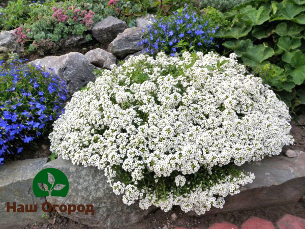 Alyssum is an excellent solution for giving