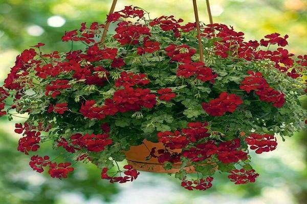 การเพาะปลูก Pelargonium ampelous