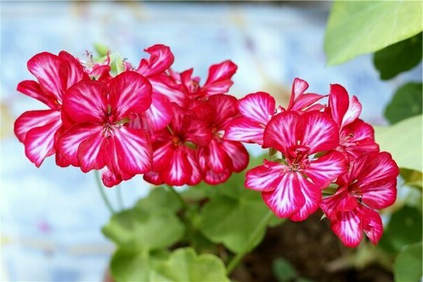 Pelargonium แอมเพลัสแคร์
