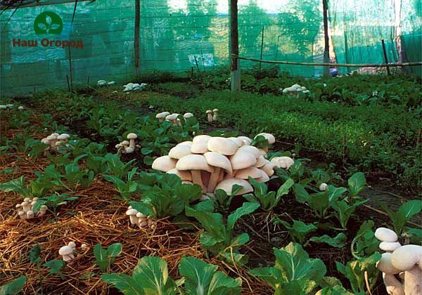 mushroom bed