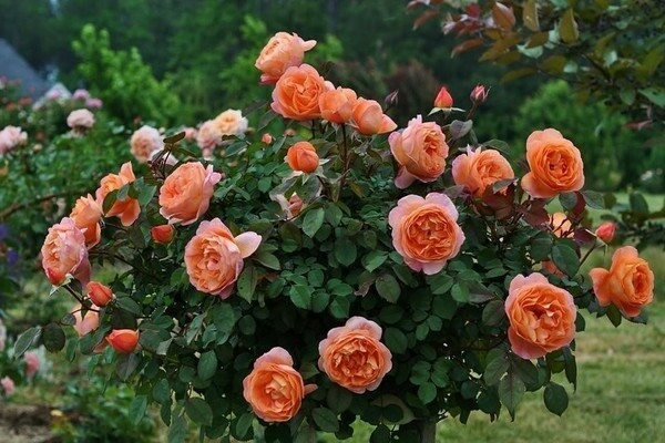 anglické růže