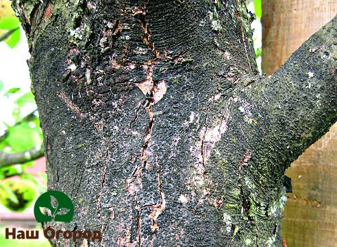 Black cancer is the most dangerous disease of the bark of the apple tree, which can lead to its death