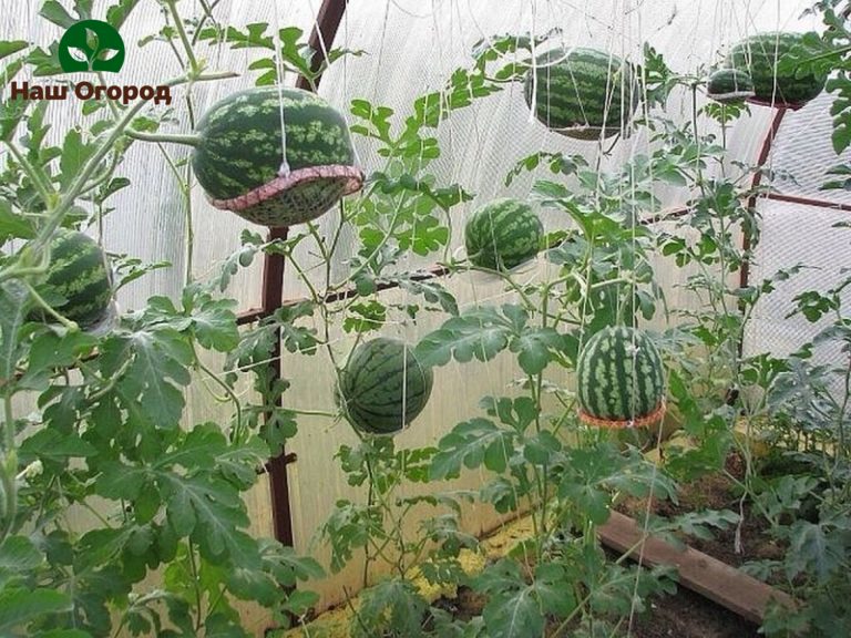 The ideal option for tying watermelons in a greenhouse would be to tie them up in the air for their even growth.