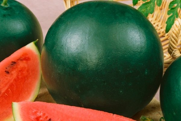 Rozmanitosť vodného melónu, obľúbeného medzi letnými obyvateľmi, Ogonyok môžete rozlíšiť podľa monochromatickej farby šupky