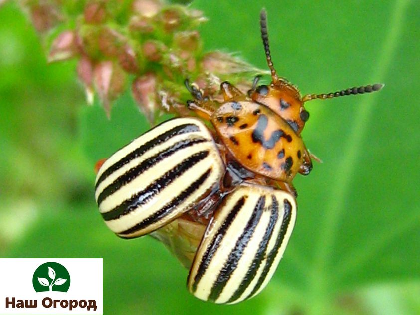 The Colorado potato beetle is a gardener's nightmare.