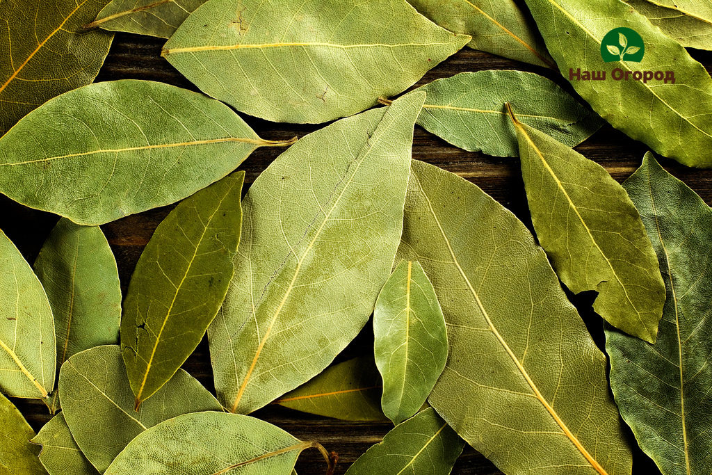 Les feuilles de laurier sont considérées comme très célèbres, elles sont principalement utilisées comme assaisonnement pour les aliments et comme épice.