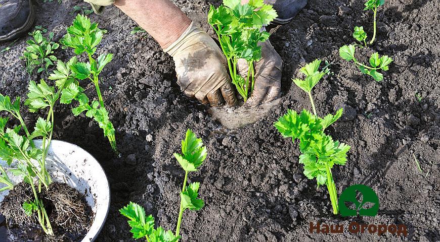 Transplanting into open ground should be done when several leaves are already formed on the future celery