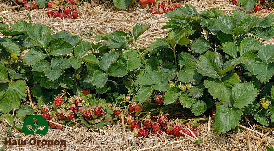 récolte de fraises