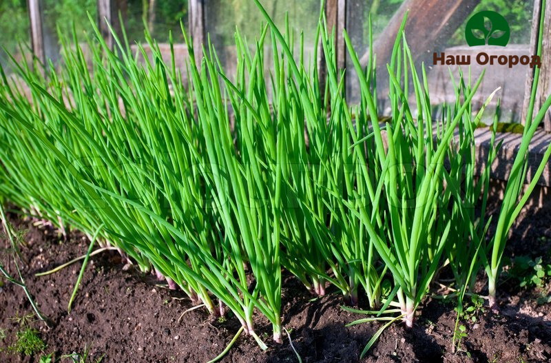 It is advisable to plant green onions in the garden tightly to each other