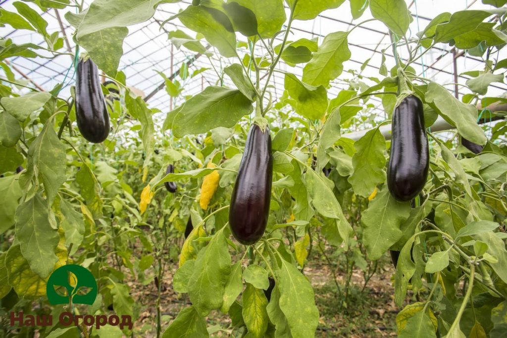 Since eggplants are very sensitive to frost, they are recommended to be grown in greenhouses and greenhouses.