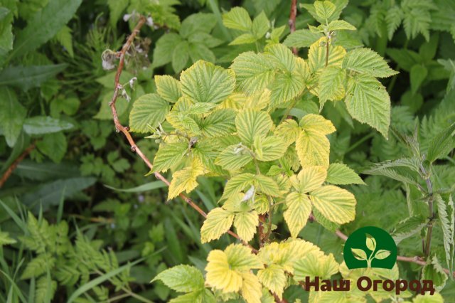 If raspberry leaves began to turn yellow rapidly, they do not have enough nitrogen, and they need additional nitrogen-containing dressings