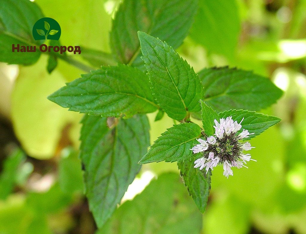 Mint is used in the form of a medicinal and essential oil plant.