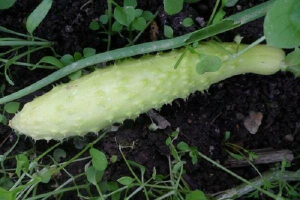 white cucumber bidigo lungo photo