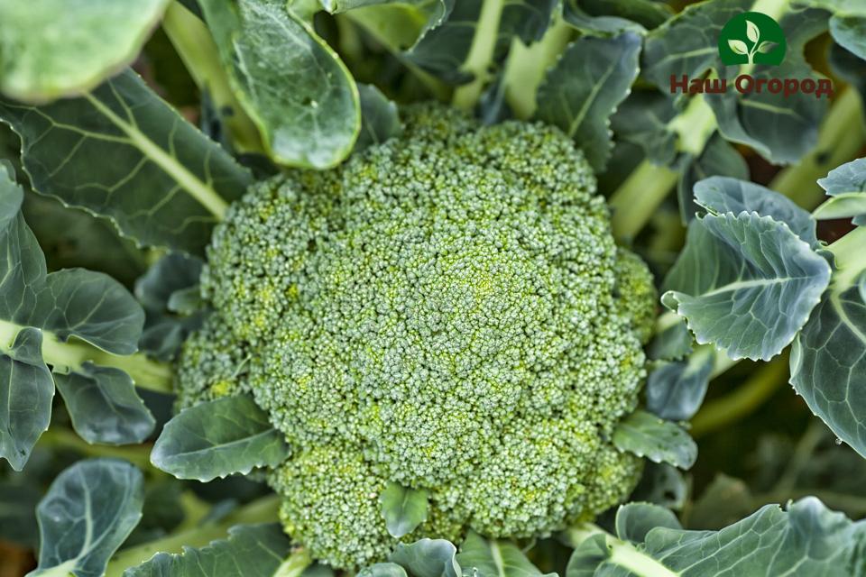 brokolica v záhrade