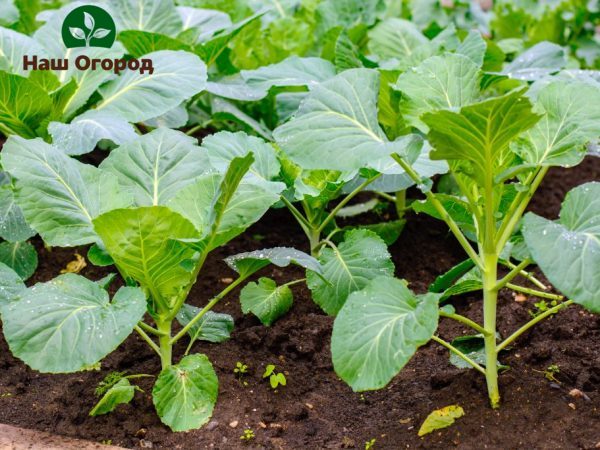 Cabbage seedlings should be planted depending on their type